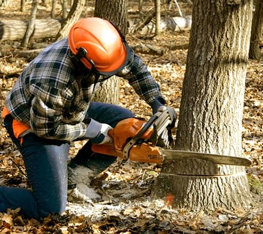 Tree Removal in Lafayette, MN